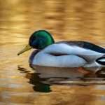 Leading P&C insurer Duck Creek Technologies has launched an insurance-native agentic AI platform designed to embed intelligent automation across the insurance lifecycle.