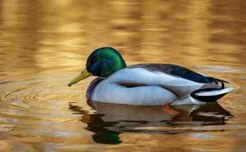 Leading P&C insurer Duck Creek Technologies has launched an insurance-native agentic AI platform designed to embed intelligent automation across the insurance lifecycle.