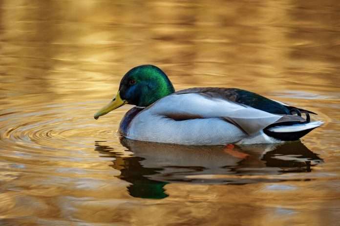 Leading P&C insurer Duck Creek Technologies has launched an insurance-native agentic AI platform designed to embed intelligent automation across the insurance lifecycle.