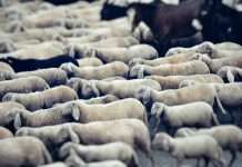 Flock, a telematics-driven InsurTech, has launched a new haulage fleet insurance product in partnership with Admiral, marking its first major expansion into the commercial haulage segment.