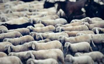 Flock, a telematics-driven InsurTech, has launched a new haulage fleet insurance product in partnership with Admiral, marking its first major expansion into the commercial haulage segment.