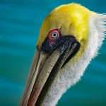 Commercial insurance broker Pelican Insured has deployed the nCino SmartBroker × Acturis platform as part of its strategy to scale operations and strengthen client acquisition, compliance and underwriting processes.