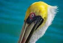 Pelican Insured transforms broker workflows with nCino SmartBroker Commercial insurance broker Pelican Insured has deployed the nCino SmartBroker × Acturis platform as part of its strategy to scale operations and strengthen client acquisition, compliance and underwriting processes.