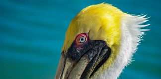 Commercial insurance broker Pelican Insured has deployed the nCino SmartBroker × Acturis platform as part of its strategy to scale operations and strengthen client acquisition, compliance and underwriting processes.