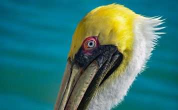 Pelican Insured transforms broker workflows with nCino SmartBroker Commercial insurance broker Pelican Insured has deployed the nCino SmartBroker × Acturis platform as part of its strategy to scale operations and strengthen client acquisition, compliance and underwriting processes.