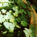 Cloverleaf Analytics, an insurance analytics platform provider, has launched its 2026 Insurance Decision Intelligence Platform designed to streamline data processing and analytics operations across the insurance sector.