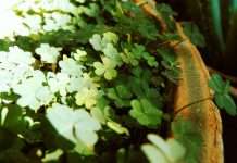 Cloverleaf Analytics, an insurance analytics platform provider, has launched its 2026 Insurance Decision Intelligence Platform designed to streamline data processing and analytics operations across the insurance sector.