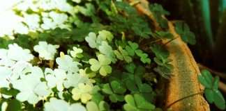 Cloverleaf Analytics, an insurance analytics platform provider, has launched its 2026 Insurance Decision Intelligence Platform designed to streamline data processing and analytics operations across the insurance sector.