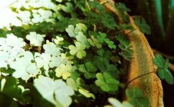 Cloverleaf Analytics, an insurance analytics platform provider, has launched its 2026 Insurance Decision Intelligence Platform designed to streamline data processing and analytics operations across the insurance sector.