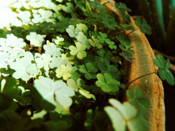 Cloverleaf Analytics, an insurance analytics platform provider, has launched its 2026 Insurance Decision Intelligence Platform designed to streamline data processing and analytics operations across the insurance sector.