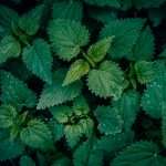 Allianz Turkiye, a multinational insurer, has selected the Nettle platform to support its commercial property risk engineering operations.