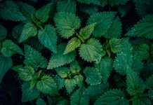 Allianz Turkiye, a multinational insurer, has selected the Nettle platform to support its commercial property risk engineering operations.