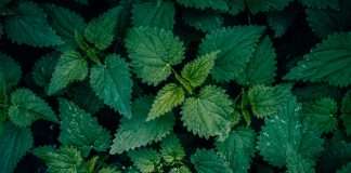 Allianz Turkiye, a multinational insurer, has selected the Nettle platform to support its commercial property risk engineering operations.