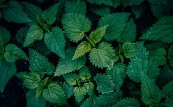 Allianz Turkiye, a multinational insurer, has selected the Nettle platform to support its commercial property risk engineering operations.