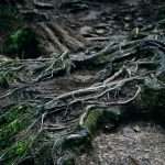 Root, a technology-driven car insurance provider, has launched a 24-hour agent appointment programme, enabling independent insurance agents to complete onboarding and begin selling policies within a single day.