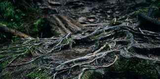 Root, a technology-driven car insurance provider, has launched a 24-hour agent appointment programme, enabling independent insurance agents to complete onboarding and begin selling policies within a single day.