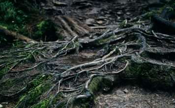 Root, a technology-driven car insurance provider, has launched a 24-hour agent appointment programme, enabling independent insurance agents to complete onboarding and begin selling policies within a single day.