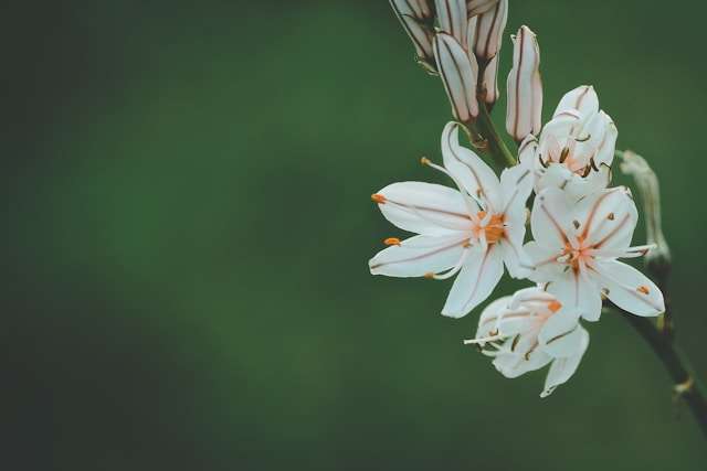 aziz-acharki-tLsOA0Vlvwk-unsplash Zinnia, a life and annuity technology company, has unveiled a fully digitised in-force annuity servicing capability aimed at eliminating paper-based processes from post-issue transaction management.
