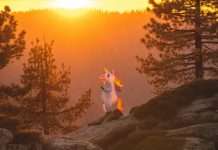 InsurTech firm Corgi has reached unicorn status after raising $160m in Series B funding at a $1.3bn valuation.