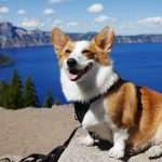 Corgi, an InsurTech focused on emerging technology risks, has launched a new AI Insurance Coverage product designed to protect businesses from financial and legal exposure linked to artificial intelligence systems, as adoption accelerates across industries.
