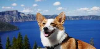 Corgi, an InsurTech focused on emerging technology risks, has launched a new AI Insurance Coverage product designed to protect businesses from financial and legal exposure linked to artificial intelligence systems, as adoption accelerates across industries.