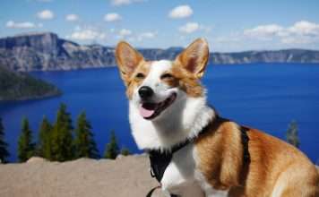 Corgi, an InsurTech focused on emerging technology risks, has launched a new AI Insurance Coverage product designed to protect businesses from financial and legal exposure linked to artificial intelligence systems, as adoption accelerates across industries.