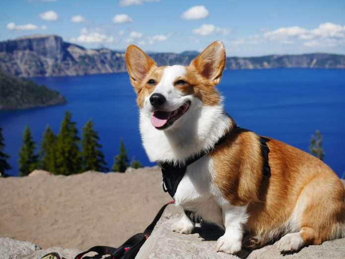 Corgi, an InsurTech focused on emerging technology risks, has launched a new AI Insurance Coverage product designed to protect businesses from financial and legal exposure linked to artificial intelligence systems, as adoption accelerates across industries.