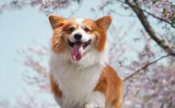 Corgi launches AI-native platform accelerating insurance claims