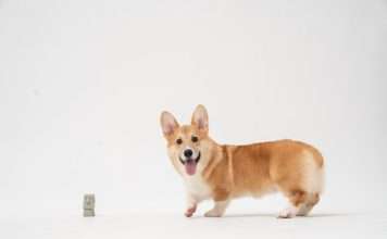 Corgi Insurance partners with Silicon Valley Bank