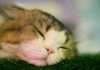 Guidewire report reveals UK pet insurance divide Guidewire report reveals UK pet insurance divide