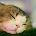 Guidewire report reveals UK pet insurance divide