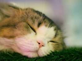 Guidewire report reveals UK pet insurance divide