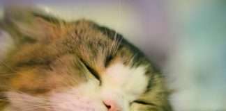Guidewire report reveals UK pet insurance divide