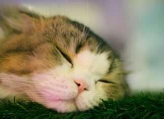Guidewire report reveals UK pet insurance divide