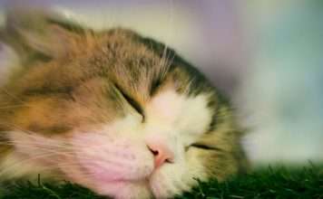 Guidewire report reveals UK pet insurance divide Guidewire report reveals UK pet insurance divide