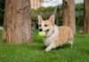 Corgi unveils Golden, a sports insurance vertical Corgi unveils Golden, a sports insurance vertical