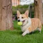 Corgi unveils Golden, a sports insurance vertical