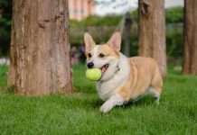 Corgi unveils Golden, a sports insurance vertical Corgi unveils Golden, a sports insurance vertical