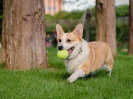 Corgi unveils Golden, a sports insurance vertical