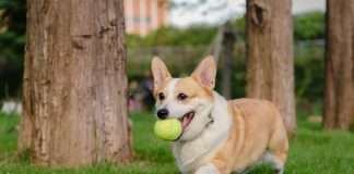 Corgi unveils Golden, a sports insurance vertical