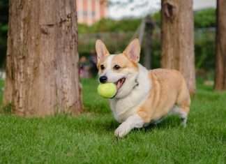 Corgi unveils Golden, a sports insurance vertical Corgi unveils Golden, a sports insurance vertical