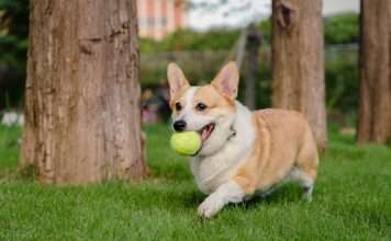 Corgi unveils Golden, a sports insurance vertical Corgi unveils Golden, a sports insurance vertical