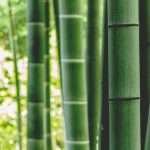 Bamboo Insurance targets affordability with new HO2 plan