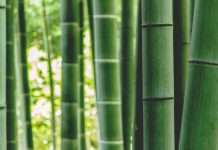 Bamboo Insurance targets affordability with new HO2 plan Bamboo Insurance targets affordability with new HO2 plan