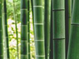 Bamboo Insurance targets affordability with new HO2 plan