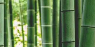 Bamboo Insurance targets affordability with new HO2 plan