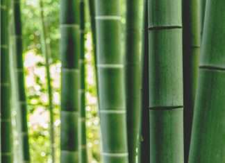 Bamboo Insurance targets affordability with new HO2 plan