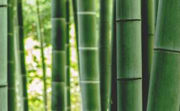 Bamboo Insurance targets affordability with new HO2 plan Bamboo Insurance targets affordability with new HO2 plan