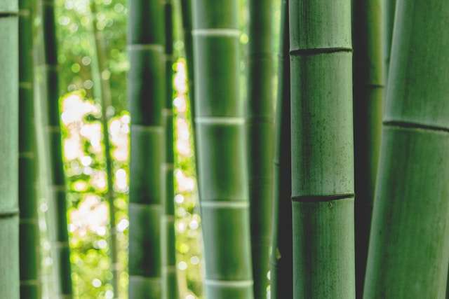 enkuu-smile-OoULo8WHNtY-unsplash Bamboo Insurance targets affordability with new HO2 plan