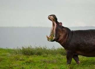 Hippo taps Accelerant deal to accelerate specialty insurance growth Hippo Holdings FinTech Global